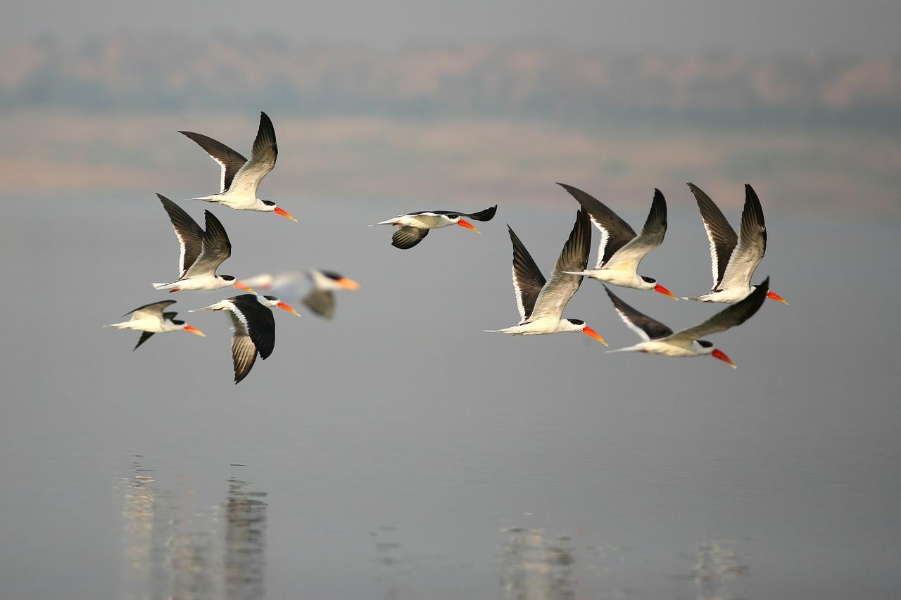 Mela Kothi - The Chambal Safari Lodge Bāh Exteriér fotografie